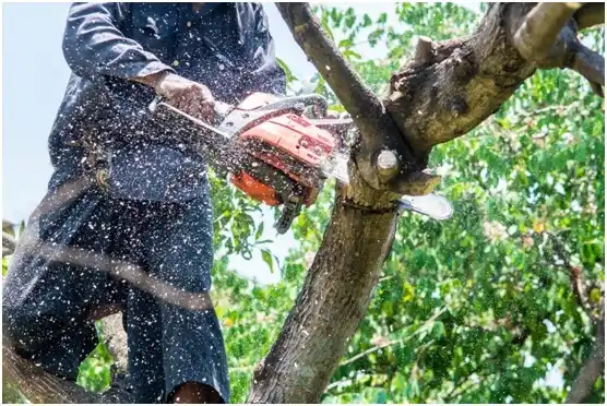 tree services Fountain Inn